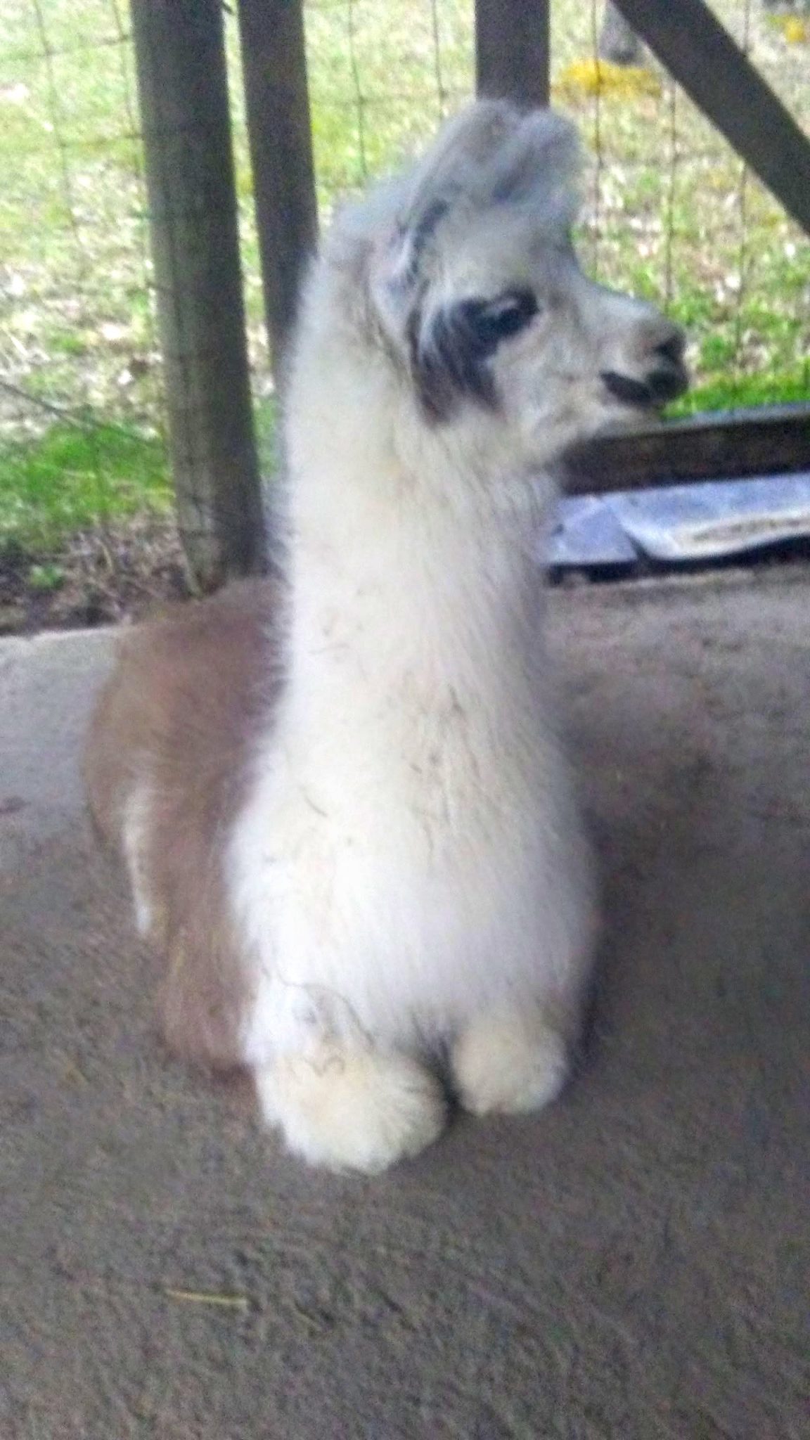 Timberlane LLamas